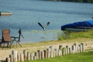 Great Blue Herons Wings span the seasons