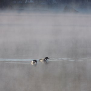 Lake Loons in the morning mist 002