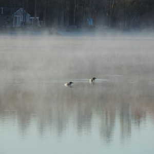 Lake Loons in the morning mist 004