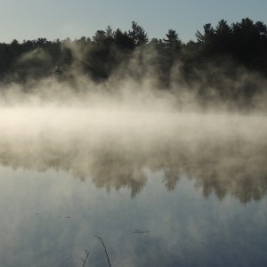 Lake Loons in the morning mist 009