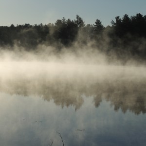 Lake Loons in the morning mist 010