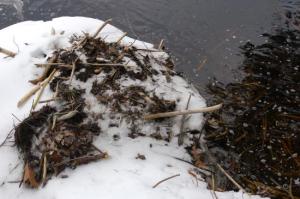 6Pawtuckaway Wetland Beaver Work and Dwellings