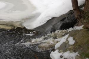 7Pawtuckaway Wetland Beaver Work and Dwellings